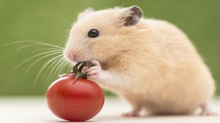 Giấc mơ thấy chuột có điềm báo gì về tương lai không?
